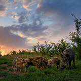 Wild boars
